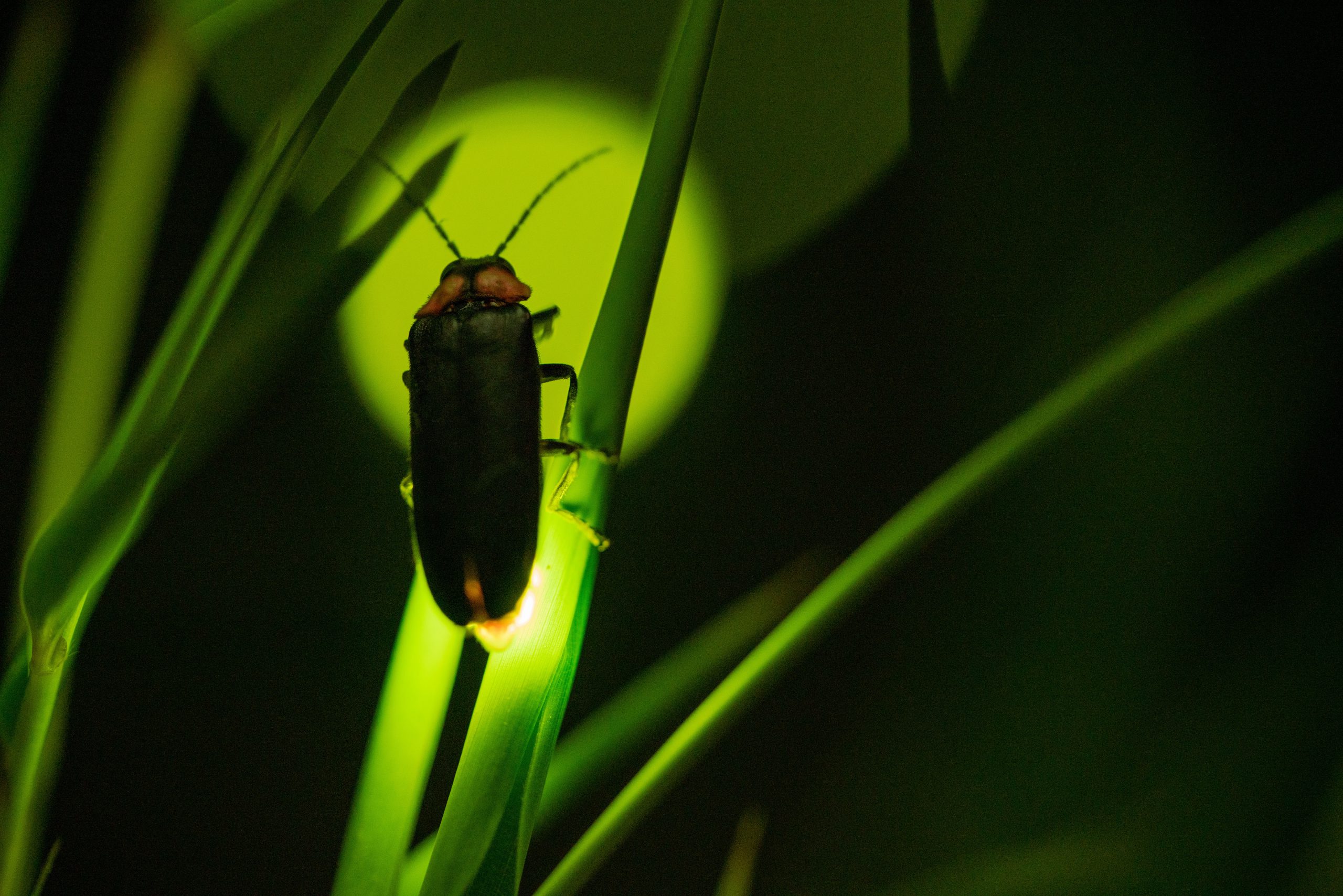 Firefly on a blade of grass