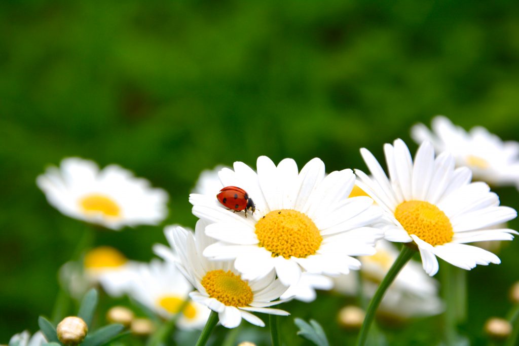 A lady bug on the petal of a white daisy, surround by several other daisies