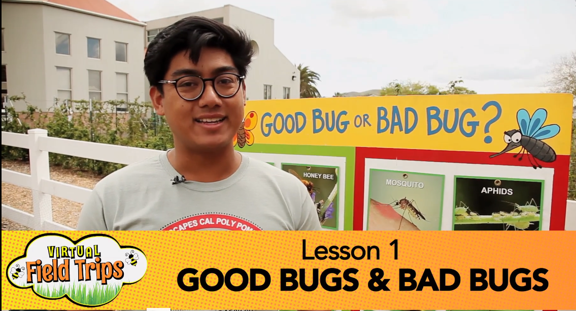 Screenshot from the Good Bugs and Bad Bugs video on the AGRIscapes website