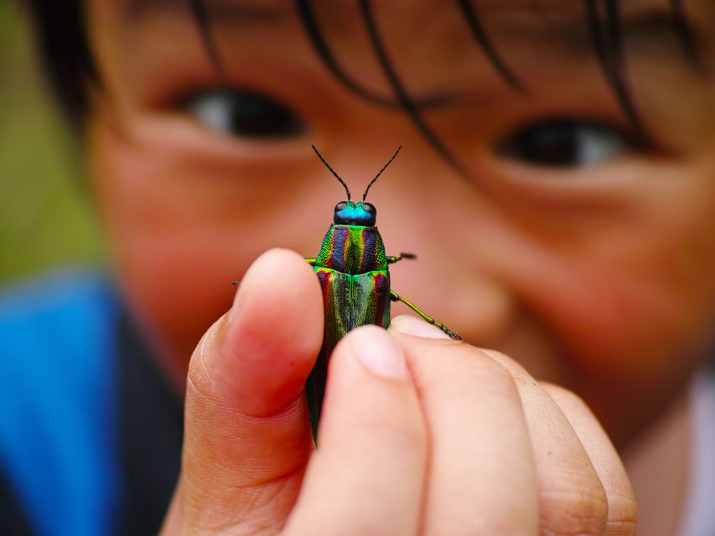 child with a brightly colored beetle in his hand
