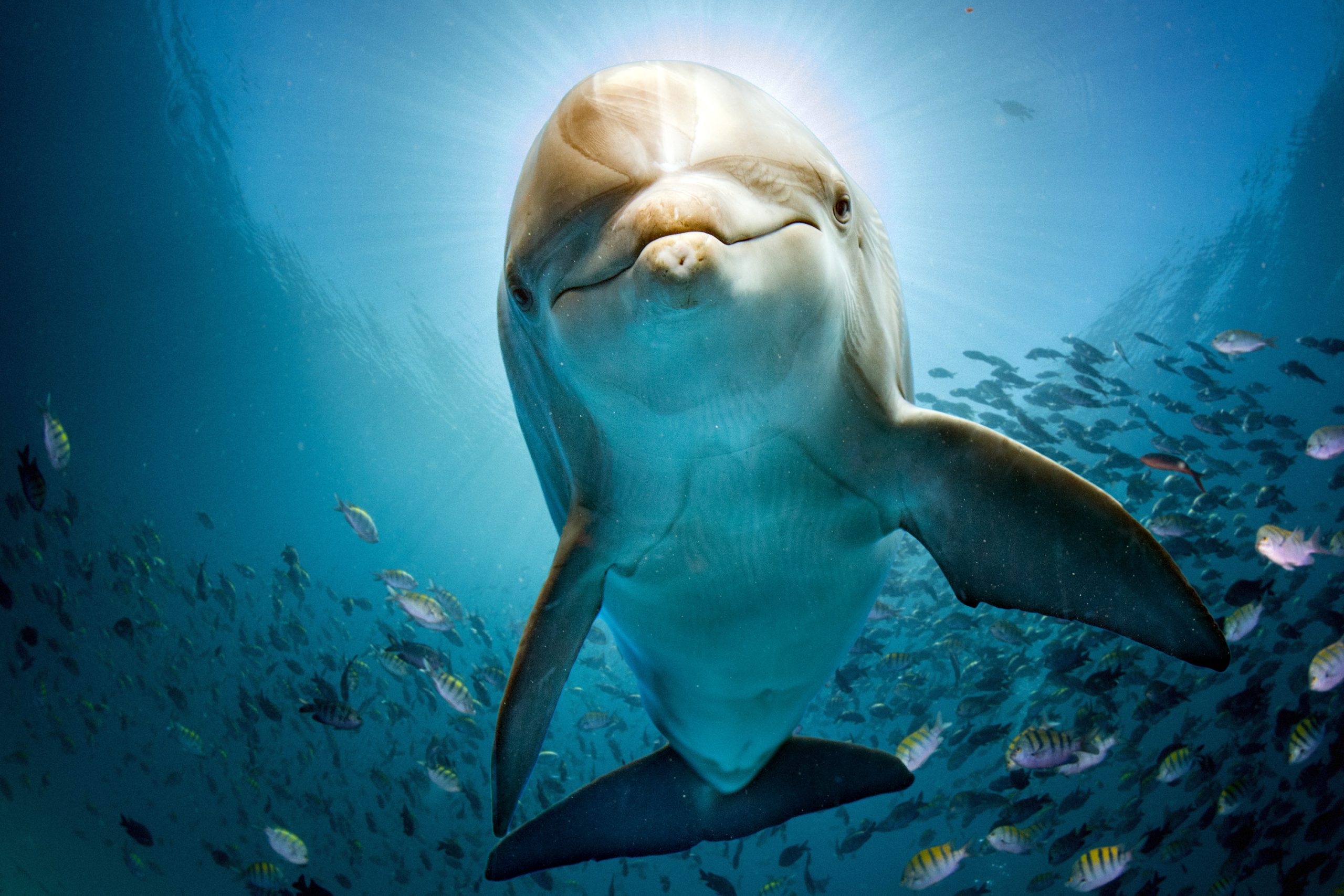 dolphin underwater on reef background looking at you