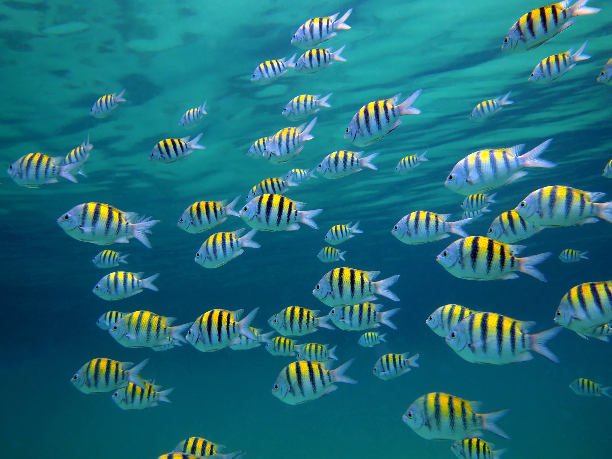 School of Sergeant-major fish with water surface in background, Caribbean sea