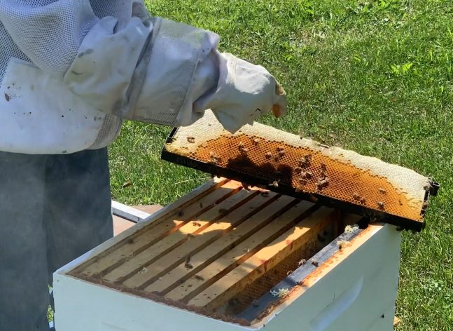 Beekeeper with bee hive opened