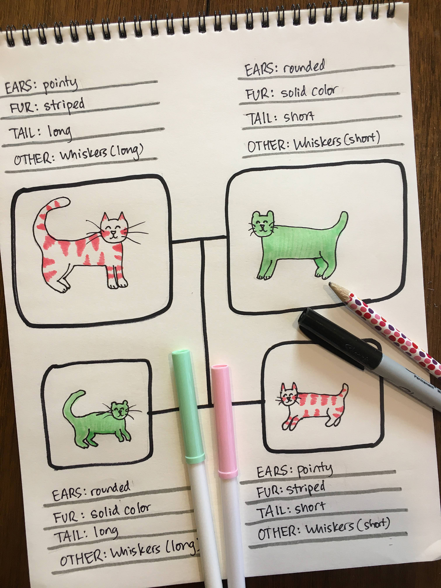 notepad showing four drawn animals and their characteristics