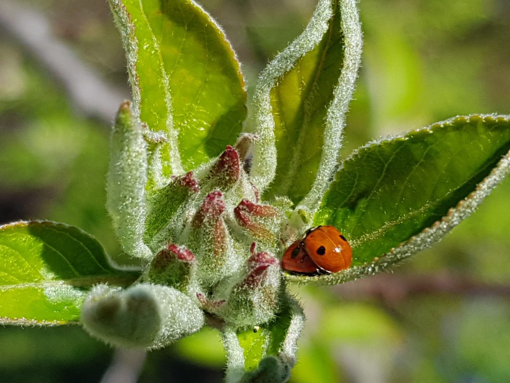 Close up image of a ladybug on a leaf