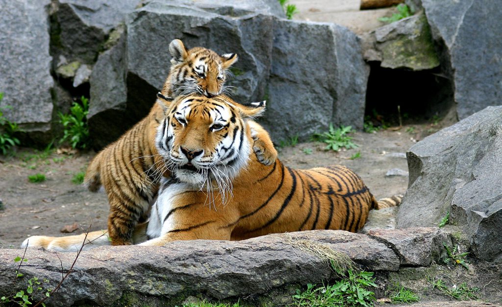 Tiger with its cub 