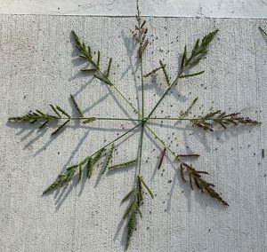 Nature Mandala made out of long grasses